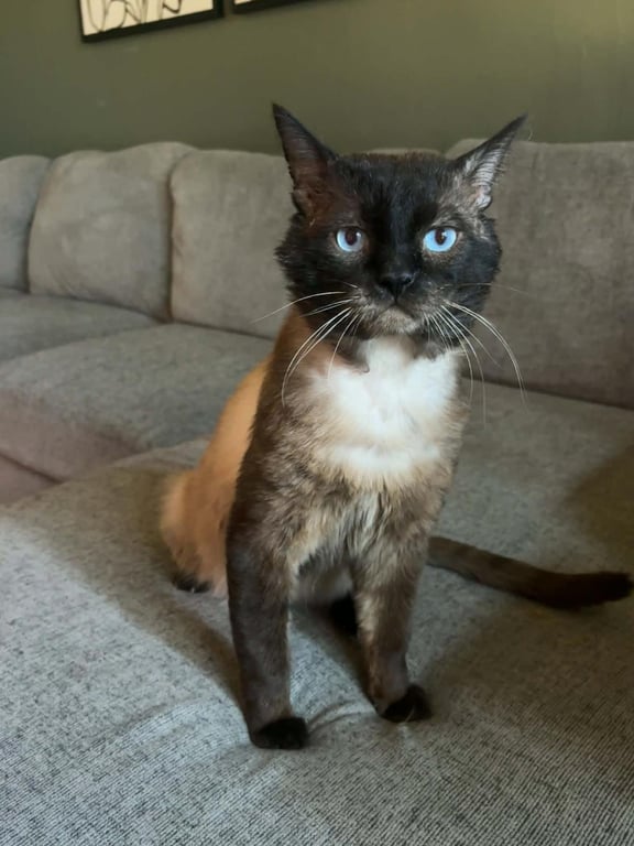 Graham Cracker Image