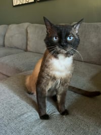 Graham Cracker - Photo 1