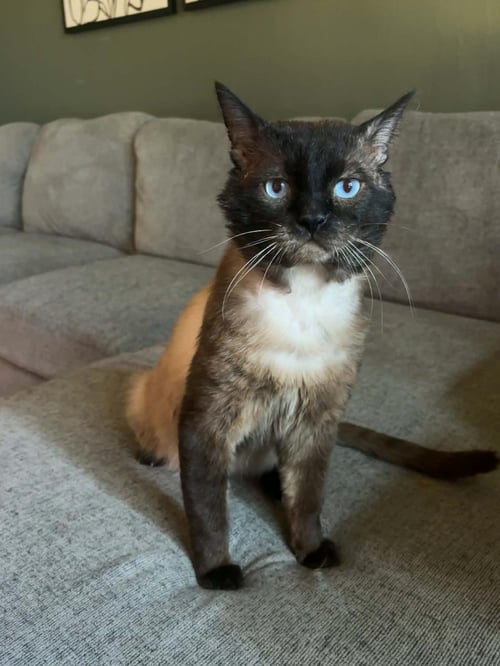 GRAHAM CRACKER - Domestic Short Hair / Siamese available for adoption