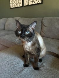 Graham Cracker - Photo 2