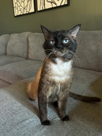 Graham Cracker - Photo 3