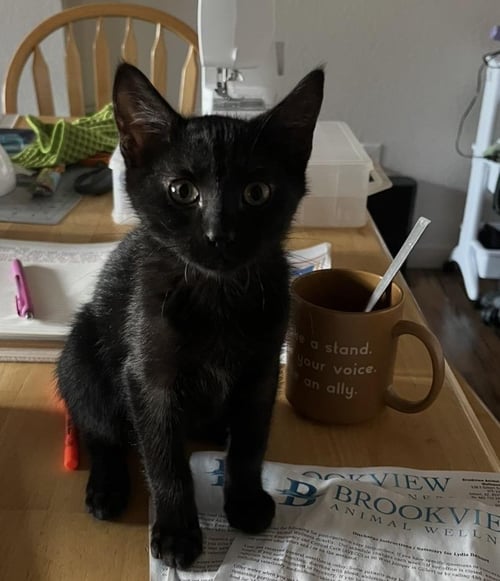 KITTY BENNET - Domestic Short Hair for adoption in Chandler