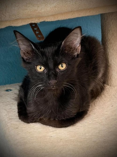JAZZ PLUSH - Domestic Medium Hair available for adoption