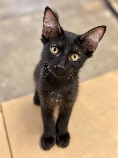 JAZZ PLUSH - Domestic Medium Hair for adoption in Chandler