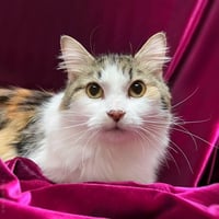 Pixie Velvetpaws (Bonded To Trixie Velvetpaws) - Photo 3