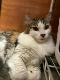 Pixie Velvetpaws (Bonded To Trixie Velvetpaws) - Photo 4