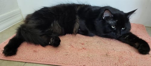 SHEFFIELD FINE - Domestic Medium Hair available for adoption