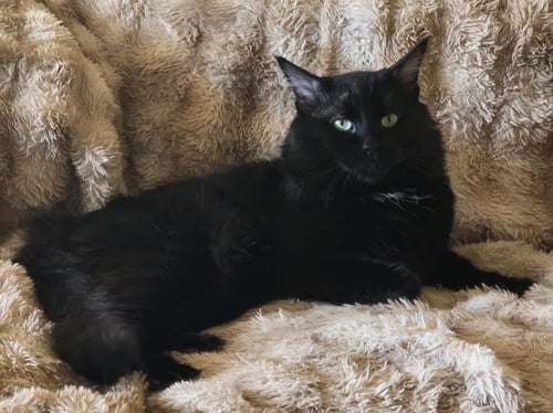 SHEFFIELD FINE - Domestic Medium Hair for adoption in Chandler