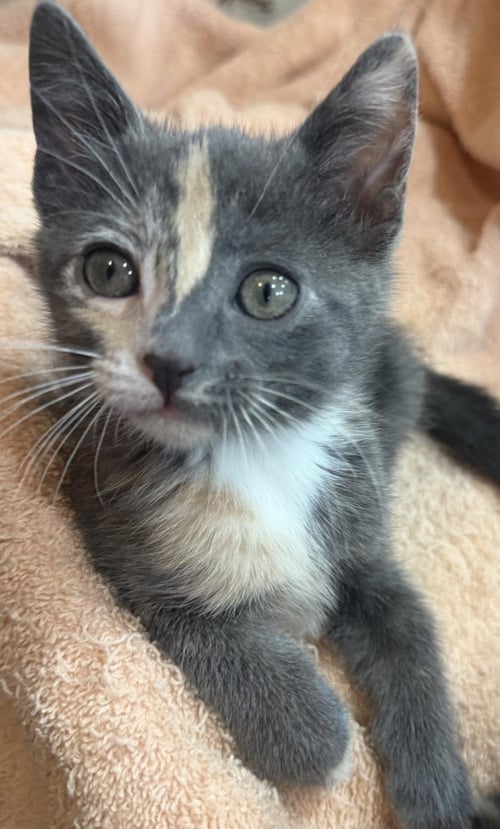 PEPPERMINT-PATTY PEANUTS - Dilute Tortoiseshell / Domestic Short Hair available for adoption