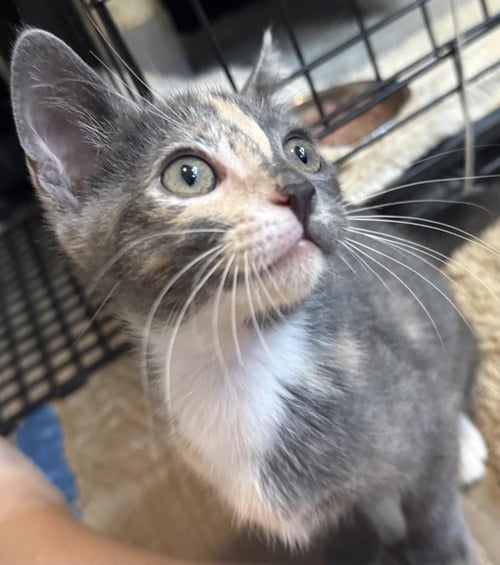 PEPPERMINT-PATTY PEANUTS - Dilute Tortoiseshell / Domestic Short Hair available for adoption