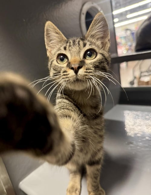 ALEX EWADAR - Domestic Short Hair / Tabby for adoption in Chandler
