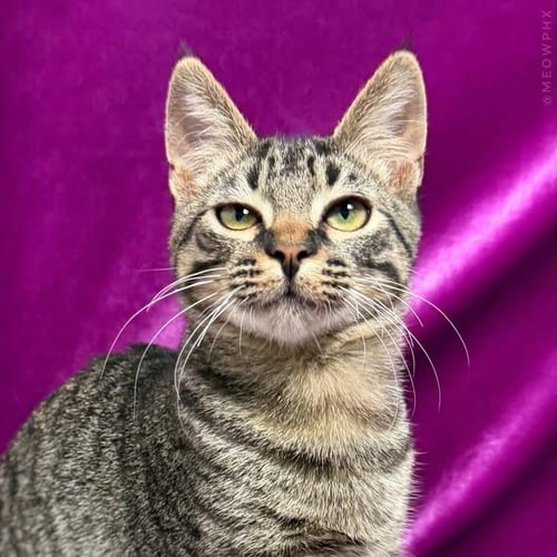 ALEX EWADAR - Domestic Short Hair / Tabby available for adoption