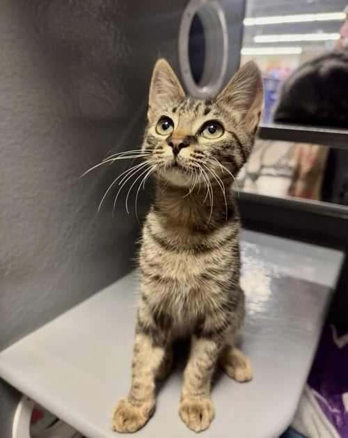 ALEX EWADAR - Domestic Short Hair / Tabby available for adoption