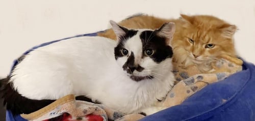 CUMIN ORANGE - Domestic Medium Hair available for adoption