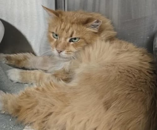 CUMIN ORANGE - Domestic Medium Hair available for adoption