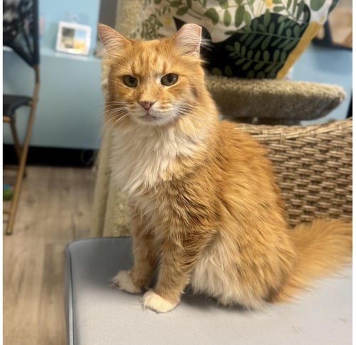 CUMIN ORANGE - Domestic Long Hair for adoption in Chandler