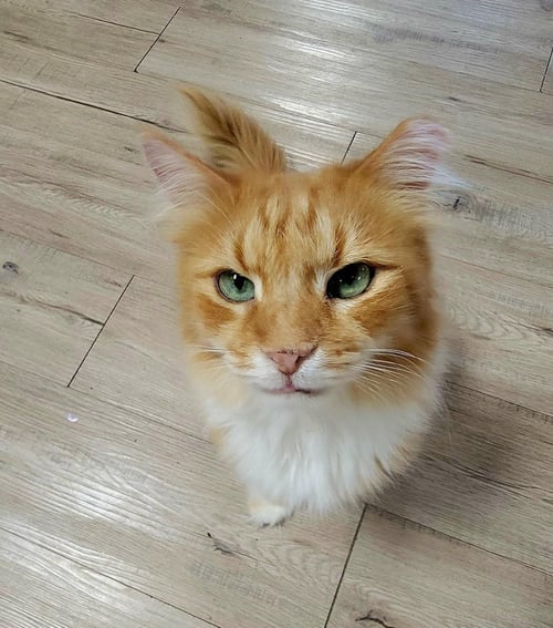 CUMIN ORANGE - Domestic Long Hair available for adoption
