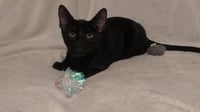 Canyon Trailblazer - Photo 1