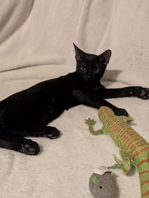 CANYON TRAILBLAZER - Domestic Short Hair available for adoption