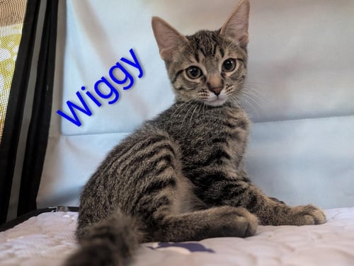 WIGGY HEBER - Domestic Short Hair / Tabby available for adoption