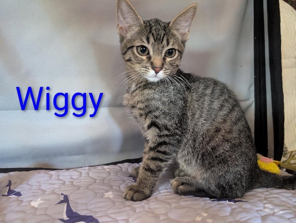 Wiggy Heber Image