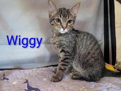 WIGGY HEBER - Domestic Short Hair / Tabby available for adoption