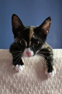Penelope Le Pew - Photo 3