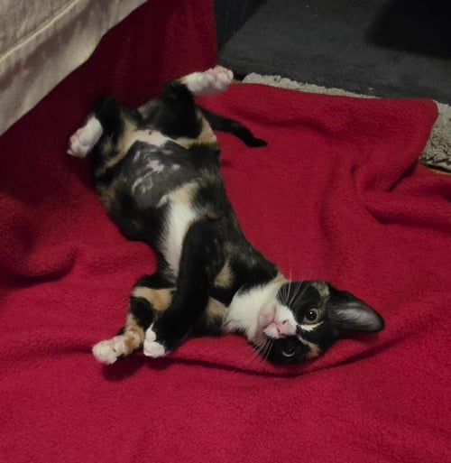PENELOPE LE PEW - Domestic Short Hair available for adoption