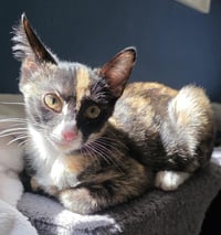Penelope Le Pew - Photo 1