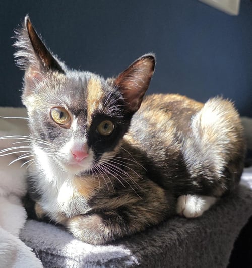 PENELOPE LE PEW - Domestic Short Hair available for adoption