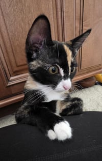 Penelope Le Pew - Photo 4