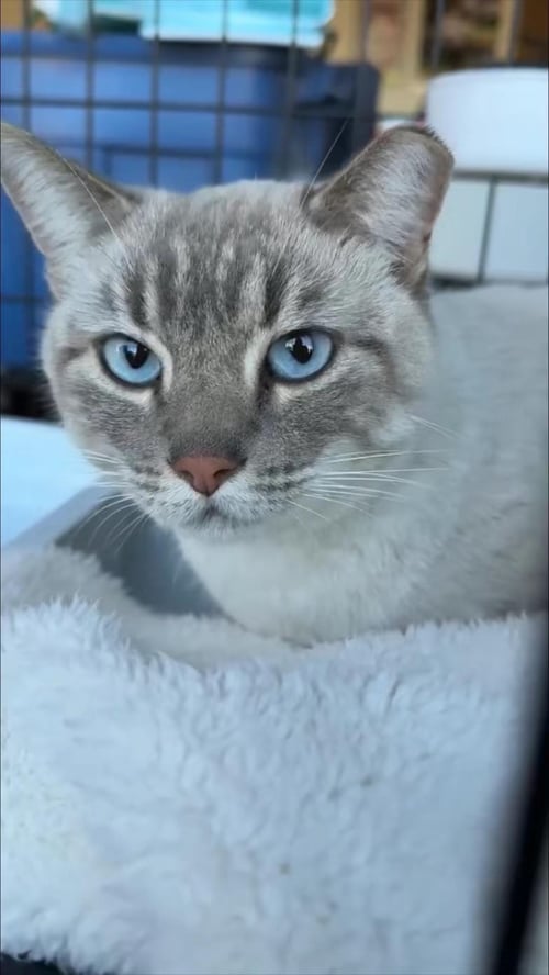 ELSA HEARTHSTONE BONDED WITH PEBBLE STONE - Domestic Short Hair available for adoption