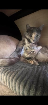 Elsa Hearthstone Bonded With Pebble Stone - Photo 3