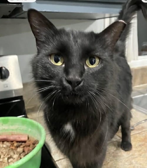 NINI BURKE - Domestic Medium Hair for adoption in Chandler