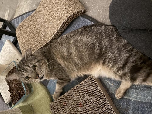 BENNIE BENEDICT IRONWOOD - Domestic Short Hair / Tabby available for adoption
