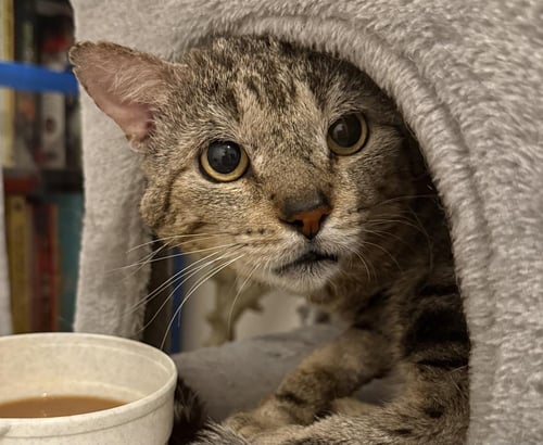 BENNIE BENEDICT IRONWOOD - Domestic Short Hair / Tabby available for adoption