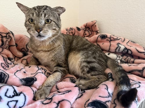 BENNIE BENEDICT IRONWOOD - Domestic Short Hair / Tabby available for adoption