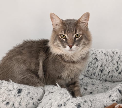 SMOKEY BURKE - Domestic Medium Hair / Tabby available for adoption