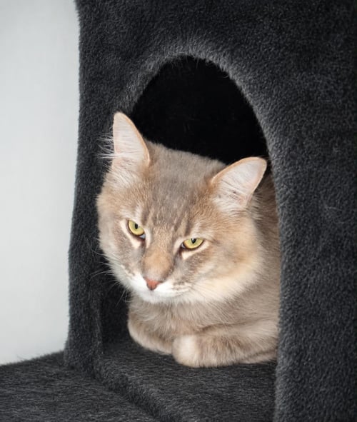 SMOKEY BURKE - Domestic Medium Hair / Tabby available for adoption
