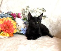 Pearl Zeze - Photo 1