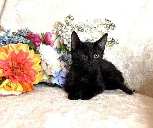 PEARL ZEZE - Domestic Short Hair available for adoption