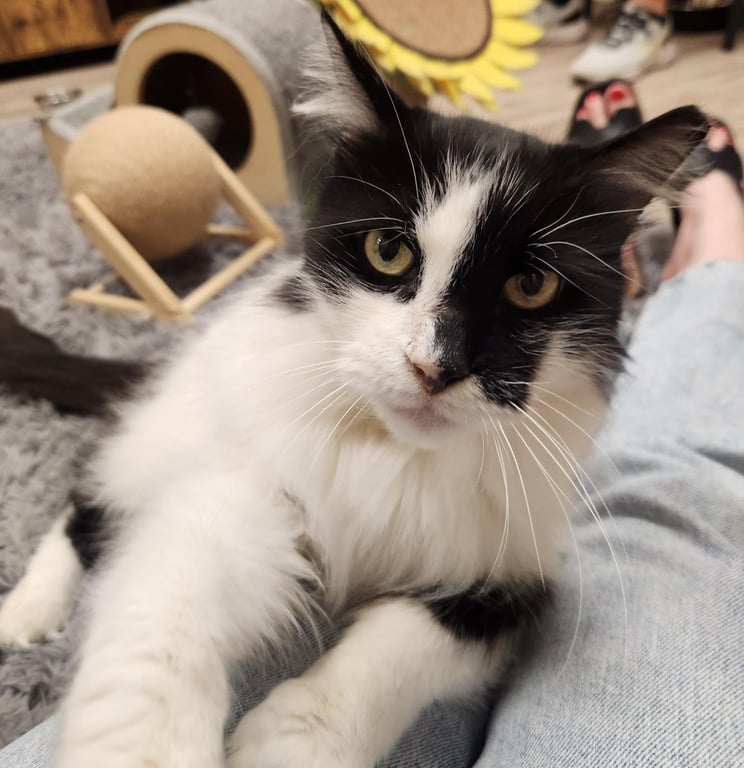 Arwen Longtail Image