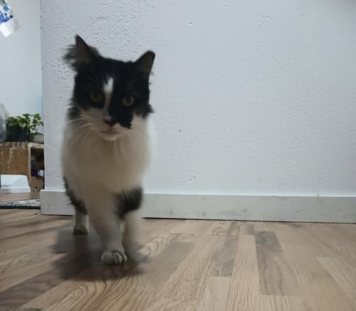 ARWEN LONGTAIL - Domestic Long Hair / Tuxedo available for adoption