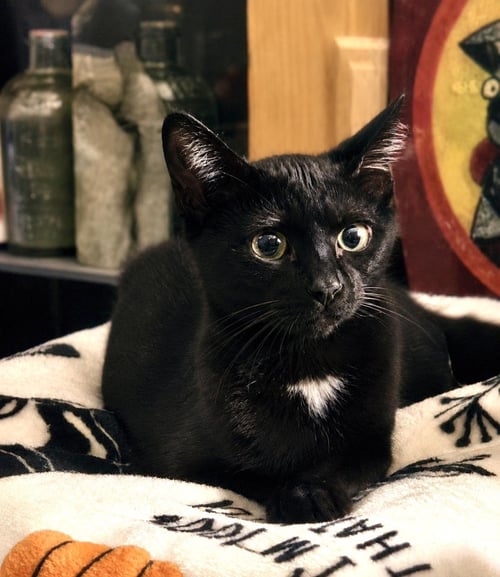 SEBASTIAN SMOOSHIES - Domestic Short Hair available for adoption