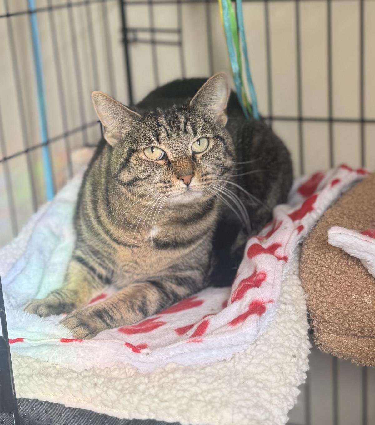 LOPA CHIQUITA - Tabby available for adoption