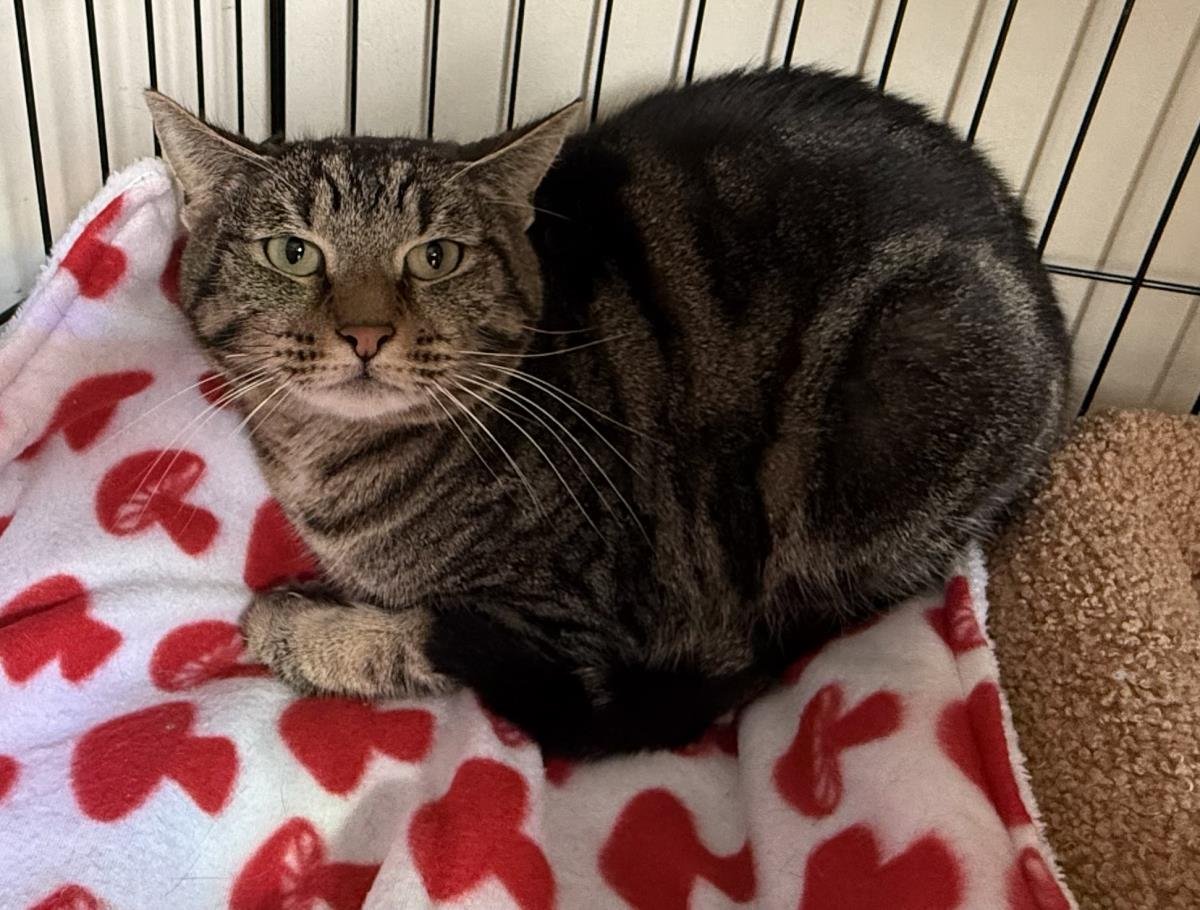 LOPA CHIQUITA - Tabby available for adoption