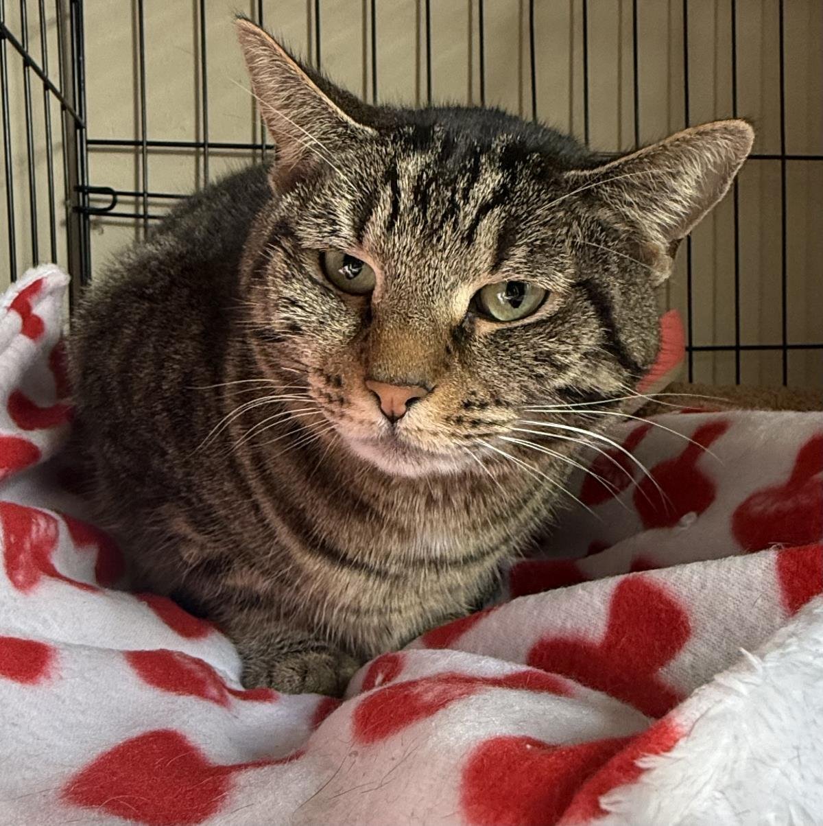 Lopa Chiquita - Photo 3