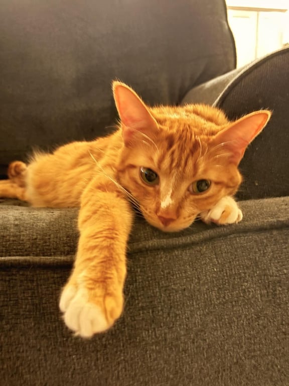 Cinnamon Celeste Image