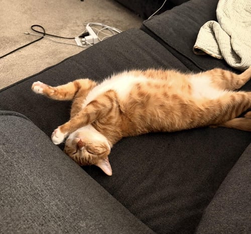 CINNAMON CELESTE - Tabby / Domestic Short Hair available for adoption