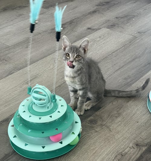 STERLING KATT - Domestic Short Hair available for adoption
